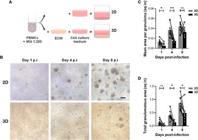 Extracellular Matrix-Induced GM-CSF and Hypoxia Promote Immune Control of Mycobacterium tuberculosis in Human In Vitro Granulomas